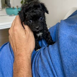 Cavapoo Puppies from The Cavapoo Club