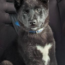 Shiba Inu from Lakeshore Shiba Inus