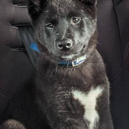 Shiba Inu from Lakeshore Shiba Inus