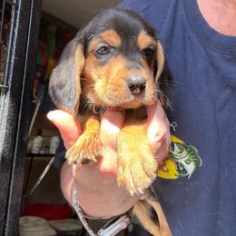 Aragorn - Black and tan male Beagle puppy in Viper, Kentucky from Mountain Top