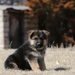 German Shepherd Puppies from Lost Creek German Shepherds LLC