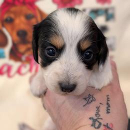 Beulah - Piebald female Dachshund puppy in Barnard, Missouri from KB Doxies