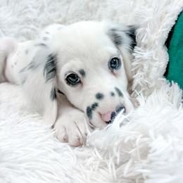 Oasis- LUA, long coat male - White and black male Dalmatian puppy in Gray, Georgia from Fuller Spots