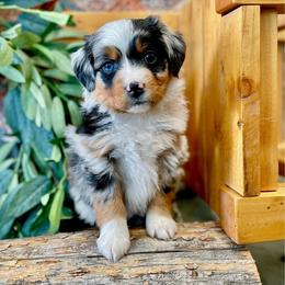Mini Wheats - female Assorted Doodle Crosses puppy in Randolph, Utah from Dry Canyon Pups