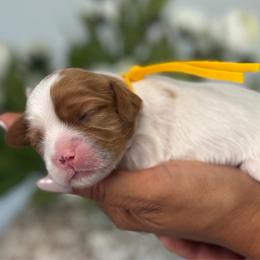 Annie - Ruby female Cavalier King Charles Spaniel puppy in Yuciapa, California from AlltheDoodlez_