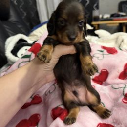 Dancer - Red male Dachshund puppy in Tampa, Florida from EntityDachs