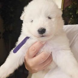 PURPLE - White female Samoyed puppy in San Antonio, Texas from Hill Country Samoyeds