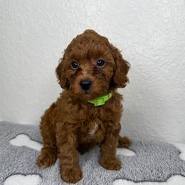 Green - Red  male Poodle puppy in Miami, Florida from Katy's Toy Poodles