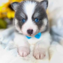 Chrome - Blue male Pomsky puppy in Rhome, Texas from TyeDye Kennels
