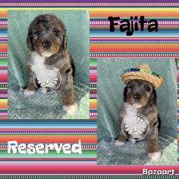 Fajita - Blue merle female Bernedoodle puppy in Godwin, North Carolina from Farm Sweet Farm Doodles