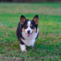 Bluey - Pembroke Welsh Corgi