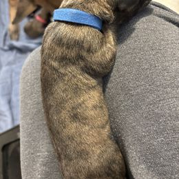 Blue - Brindle male Great Dane puppy in Aldie, Virginia from High Point Mountain Danes