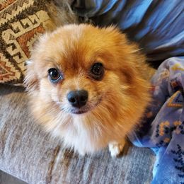 Ginger - Pomeranian