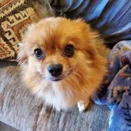 Ginger - Pomeranian