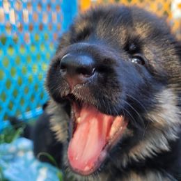 German Shepherds from Harry's Pack