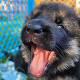 German Shepherds from Harry's Pack