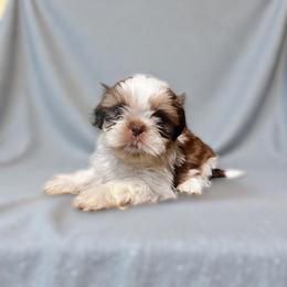 AKC-Milo - Liver and white male Shih Tzu puppy in Mooresville, North Carolina from Juji Shih Tzu