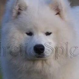 Ksantos - Samoyed