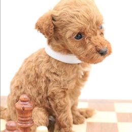 White - Caramel female Labradoodle puppy in Lexington Park, Maryland from SUNNY SIDE DOODLES