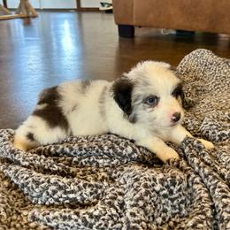Mahomes - Blue merle male Miniature Australian Shepherd puppy in Edgar Springs, Missouri from Scott’s Aussies LLC