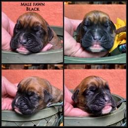 Black - Fawn male Boxer puppy in Butler, Pennsylvania from Schaible's Boxer Huddle