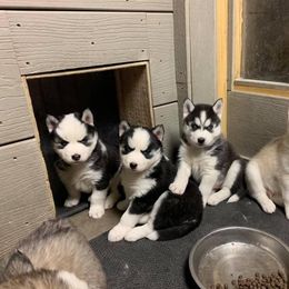 Siberian Husky Puppies from Mill Creek Siberian Huskies