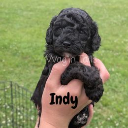 Indy - Black female Cavapoo puppy in Amboy, Indiana from Wag'in Tails