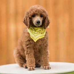 Poodle Puppies from Cityscape Moyen Poodles