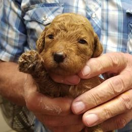 Poodles from Whiteaker's Standard Poodles