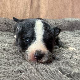 Champagne - Black and white female Pomsky puppy in Moultonborough, New Hampshire from Foxfire Arctic Spitz