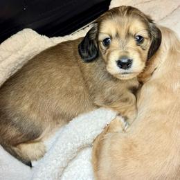 Luca - Cream male Dachshund puppy in Exeter, California from Sawtooth Miniature Dachshunds