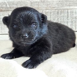 Frankie - Black male Pomeranian puppy in Oak Forest, Illinois from Illinois Poms