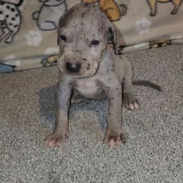 Axel - Merle male Great Dane puppy in Walker, Louisiana from La Rebel Danes