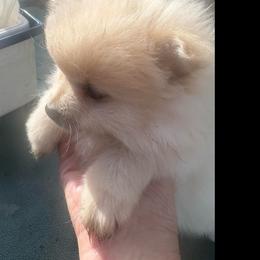 Blitzen - Cream male Pomeranian puppy in Kelseyville, California from Cobb Mountain Shih Tzus, Paragon Pomeranians