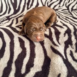 Carrot - Chocolate male Labrador Retriever puppy in Richfield, Utah from Stormy River Retrievers
