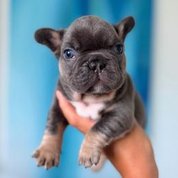 Elsa - Tricolors female French Bulldog puppy in Port St Lucie, Florida from Infinity French Bulldogs