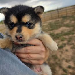 Trina - Tri-color female Pomsky puppy in Cedar City, Utah from Pomsky Play-ce