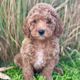 Justice - Red  female Poodle puppy in Herriman, Utah from Shaggy Mountain Pups LLC