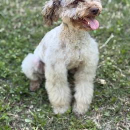 Old English Sheepdog, Poodle, Sheepadoodle, and Yorkipoo All Grown Up from Love Tallulah Sheepadoodles LLC