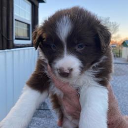 Aussiedoodles, Australian Shepherds, Miniature American Shepherds, and Poodles from Mammydoodles282