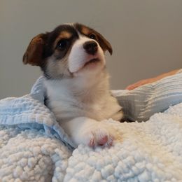 Pembroke Welsh Corgi Puppies from Patrick's Pembroke Welsh Corgis