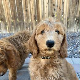 Goldendoodle puppies from Bows and Ties Doodles, LLC