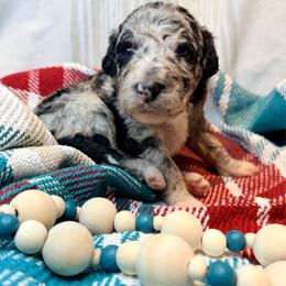 Salem - Blue merle female Aussiedoodle puppy in Taylor, Missouri from Pawsitively Doodles