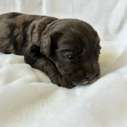 Luigi - Merle male Cockapoo puppy in Adrian, Oregon from ApplebyFarm