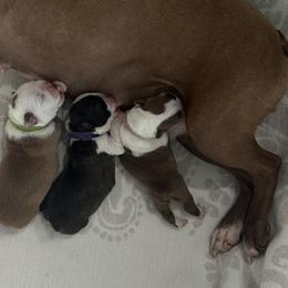 Boston Terriers from Brave Little Bostons in South Carolina
