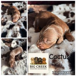 Cactus - Chocolate and tan male Dachshund puppy in Durant, Oklahoma from Big Creek Mini Dachshund