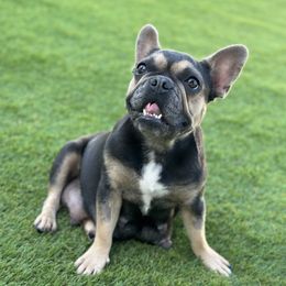 ZARA - French Bulldog