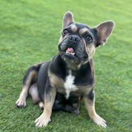 ZARA - French Bulldog