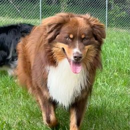 Boy 1 - Red tri-color male Australian Shepherd puppy in West Union, Iowa from Boundless Hearts Australian Shepherds LLC