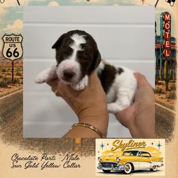 Skyliner - Parti male Goldendoodle puppy in Garland, Texas from Twilight Doodles